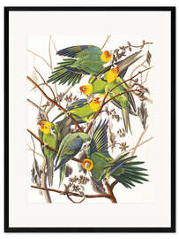 Impression artistique encadrée  Perruches ondulées - John James Audubon