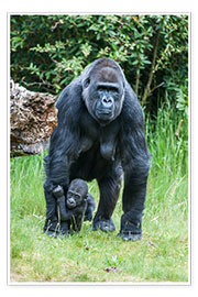 Poster  Maman gorille avec son bébé - Ingo Gerlach