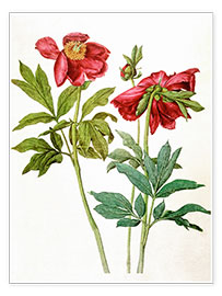 Poster  Pivoines - Albrecht Dürer