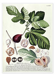 Poster  Figue (Ficus) - Georg Dionysius Ehret