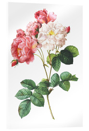 Tableau en verre acrylique  Rosa Damascena (rose de Damas) - Pierre Joseph Redouté
