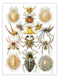 Poster  Arachnida, Formes artistiques de la nature, planche n° 66 - Ernst Haeckel