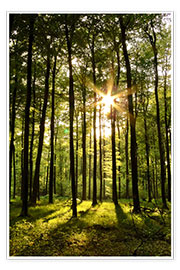 Poster Forêt au coucher du soleil