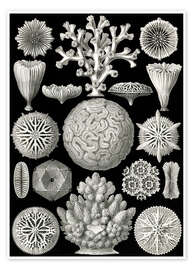 Poster  Hexacorallia, Formes artistiques de la nature, planche n° 9 - Ernst Haeckel