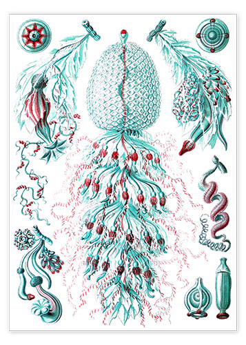 Poster Siphonophorae (Formes artistiques de la nature, planche n° 59)