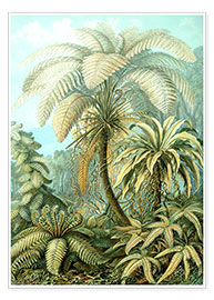 Poster  Filicinae, Formes artistiques de la nature, planche n° 92 - Ernst Haeckel