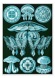 Poster  Discomedusae, Formes artistiques de la nature, planche n° 88 - Ernst Haeckel