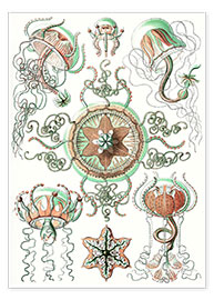 Poster  Trachymedusae, Formes artistiques de la nature, planche n° 26 - Ernst Haeckel