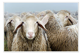 Poster  Troupeau de moutons - Michael Valjak