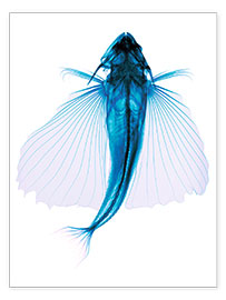 Poster  Flying fish, X-ray - D. Roberts
