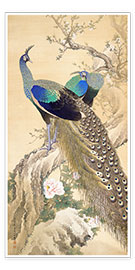 Poster  Deux paons au printemps - Imao Keinen