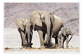Poster  Éléphants d'Afrique - Tony Camacho