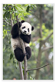 Poster  Panda dans un arbre - Tony Camacho