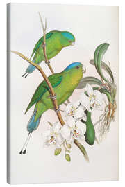 Tableau sur toile  Philippine Racket tailed Parrot - John Gould