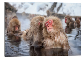 Tableau en aluminium  Japanese Snow Monkeys in Nagano - Jan Christopher Becke