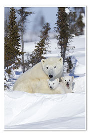 Poster  Ours polaires, Wapusk National Park, Canada - David Jenkins