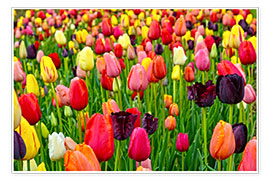 Poster  Tulipes au printemps - Claudia Moeckel