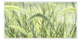 Poster  Herbes vertes, photo panoramique - Atteloi