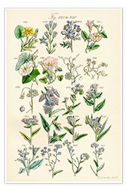 Poster  Fleurs sauvages Fig. 821-840 - Sowerby Collection