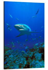 Tableau en aluminium  Requin de récif des Caraïbes - Carson Ganci