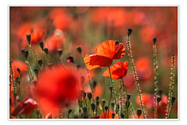 Poster Poppy field in Provence (France)