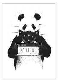 Poster  Panda malfrat - Balazs Solti