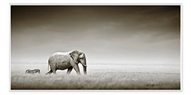 Poster  Un éléphant et un zèbre - Johan Swanepoel