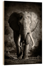 Tableau en bois  Éléphant avec de grandes défenses - Johan Swanepoel