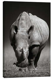 Tableau sur toile  Portrait de rhinocéros - Johan Swanepoel