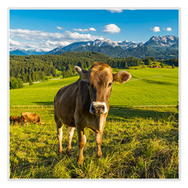 Poster  Drôle de vache dans les Alpes - Michael Helmer