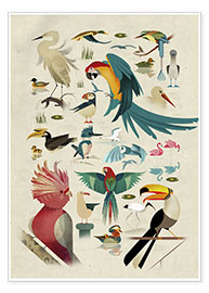 Poster  Oiseaux - Dieter Braun