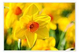 Poster  Daffodil - Jan Schuler