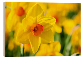 Tableau en bois  Daffodil - Jan Schuler