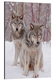 Tableau en aluminium  Couple de loups dans la neige