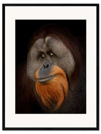 Impression artistique encadrée  Portrait d'orang-outan