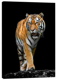 Tableau sur toile  Tigre mâle