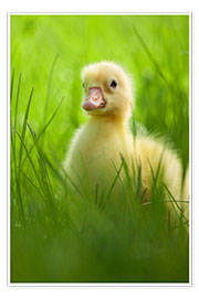 Poster  Mignon petit canard dans l'herbe