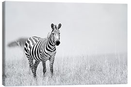 Tableau sur toile  Zebra colt