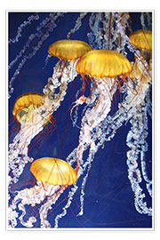 Poster  Le défilé des méduses