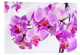 Tableau en verre acrylique  Belle orchidée rose magenta