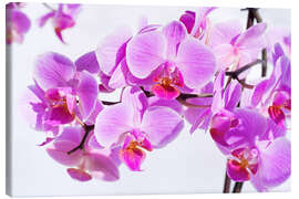 Tableau sur toile  Belle orchidée rose magenta