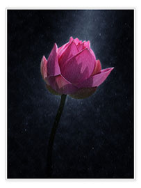 Poster  Fleur de lotus sous la pluie