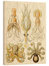 Tableau en bois  Gamochonia, Formes artistiques de la nature, planche n° 54 - Ernst Haeckel
