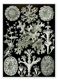 Poster  Lichenes, Formes artistiques de la nature, planche n° 83 - Ernst Haeckel