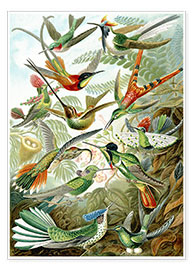 Poster Trochilidae, Formes artistiques de la nature, planche n° 99