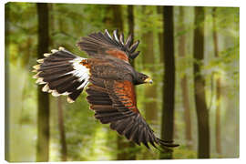 Tableau sur toile  Oiseau de proie - WildlifePhotography