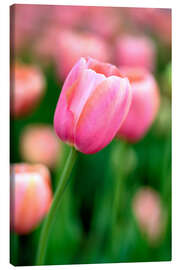 Tableau sur toile  Tulipe rose