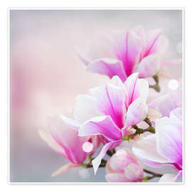 Poster  Magnolias sur un fond flou