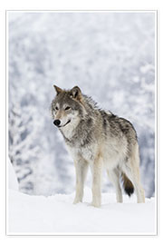 Poster Loup dans la neige