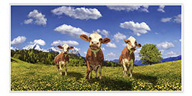 Poster Vaches dans un pâturage 
